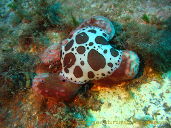 Peltodoris atromaculata